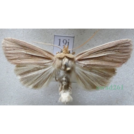 Mythimna impura (Hübner, 1808) Mokradlica bezwstydniczka Czech19j